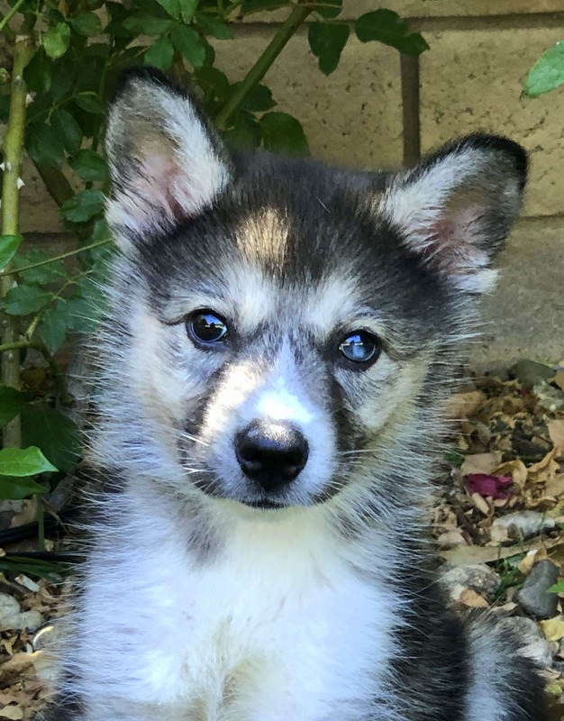 Alaskan klee kai german shepherd sale mix